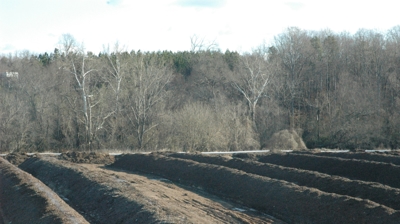 Organic Compost Photo
